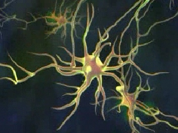 interconexao neuronal